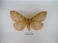 藏品(馬尾松枯葉蛾)的圖片